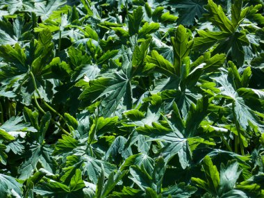 Bigroot Geranium arkaplanı kapat