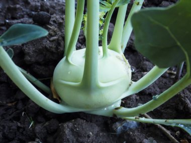 Yeşil Kohlrabi Bitkisi Yakından Büyüyor