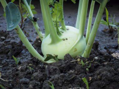 Yeşil Kohlrabi Bitkisi Yakından Büyüyor