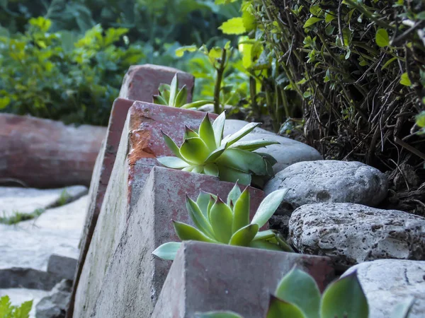 Sempervivum Tectorum Comum Houseleek Close — Fotografia de Stock