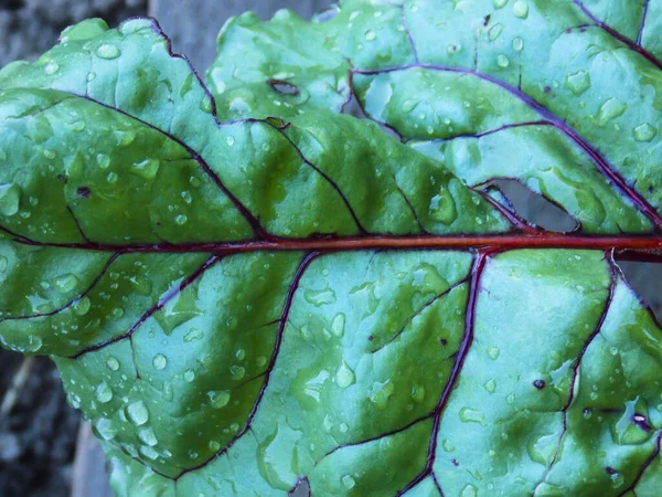 healthy Beetroot leaf close-up background