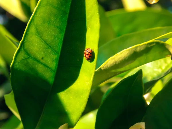 Hermosa Mariquita Hoja Primer Plano — Foto de Stock