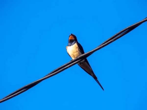 Blauwe Zwaluwvogel Draad Stockfoto