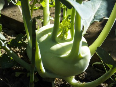 Yeşil Kohlrabi Bitkisi Yakından Büyüyor