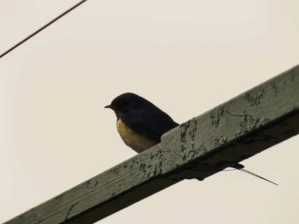 Krásná Modrá Vlaštovka Bird Closeup — Stock fotografie