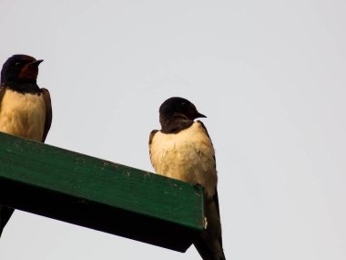 Güzel Mavi Kırlangıç Kuş Kapanışı