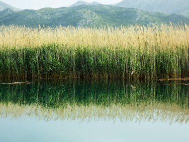 Nehir Arkaplanında Yaygın Sazlıklar Büyüyor