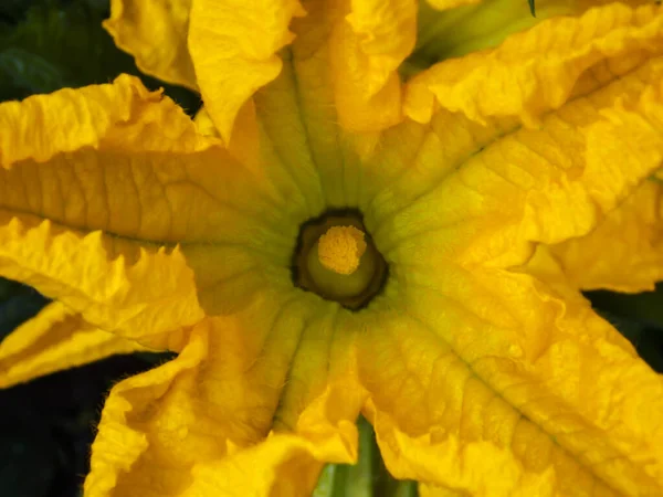 Gelbe Zucchini Blume Wächst Aus Nächster Nähe — Stockfoto