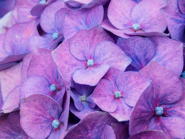 Violet Blue Hydrangea Gros Plan Contexte — Photo