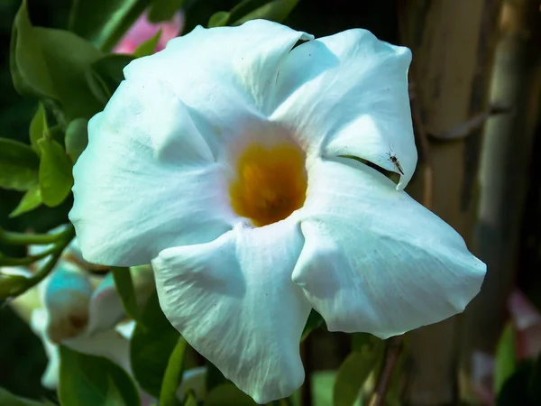 White Brazilian Jasmine Mandevilla Sanderi Closeup — Stock Photo, Image