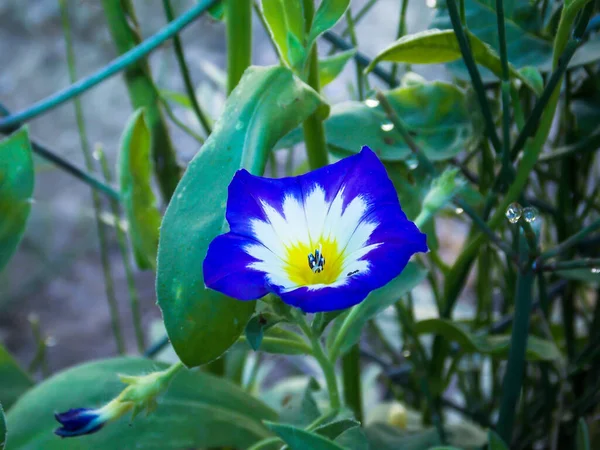 Dwerg Ochtend Glorie Bloem Close — Stockfoto