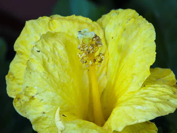 Amarelo Hibisco Flor Fechar Macro — Fotografia de Stock