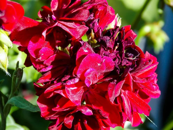 Röd Pelargonium Blomma Närbild Makro — Stockfoto