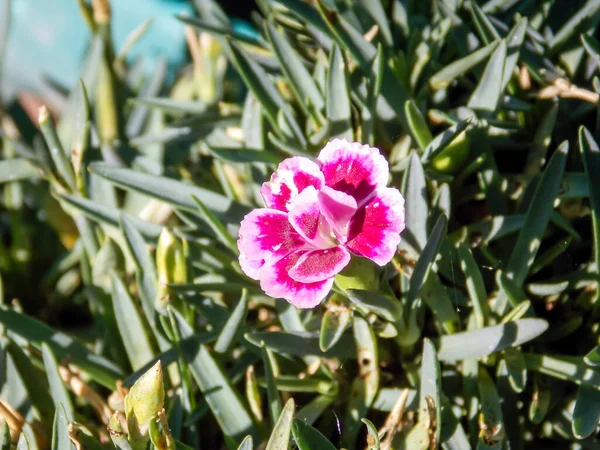 Hästsko Geranium Blomma Närbild Makro — Stockfoto