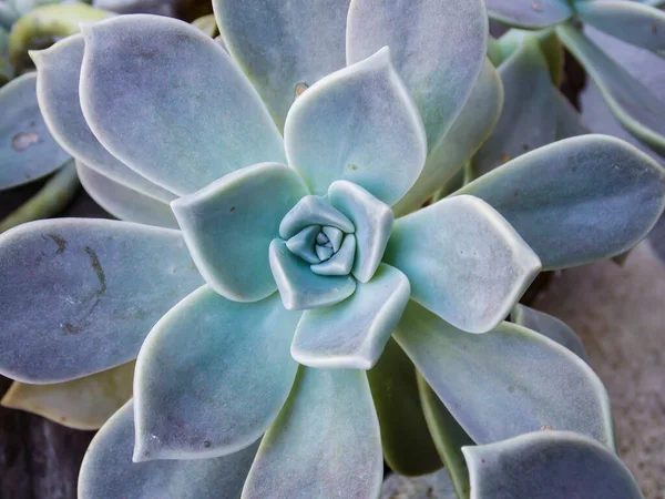 Common Stonecrop Sedum Closeup Macro — Stock Photo, Image