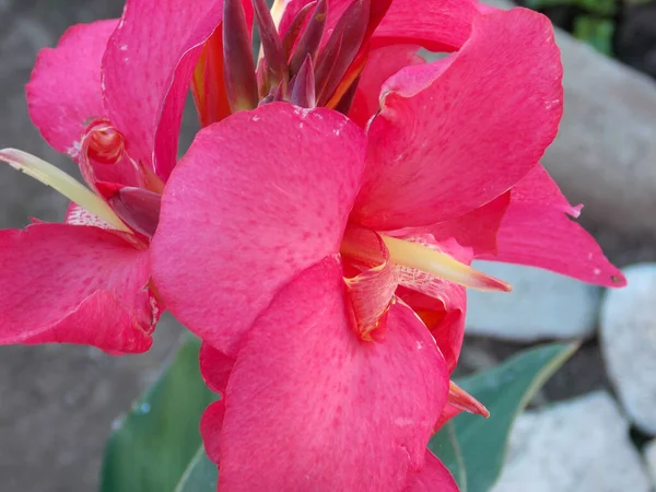 Röd Canna Lily Närbild Makro — Stockfoto