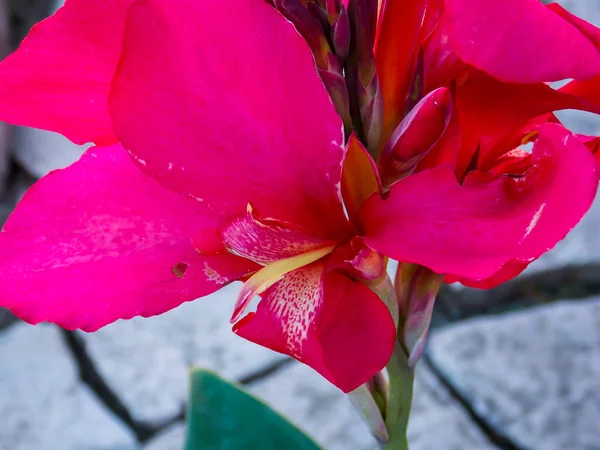 Röd Canna Lily Närbild Makro — Stockfoto