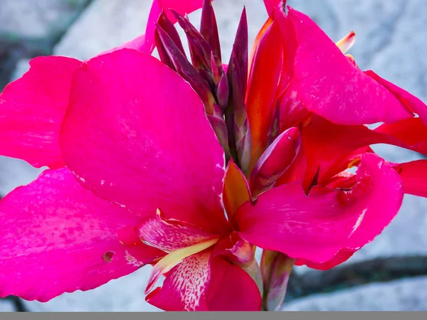 Röd Canna Lily Närbild Makro — Stockfoto