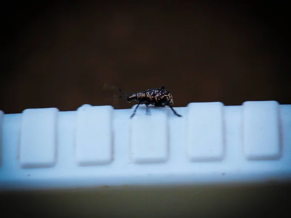 Inseto Bug Beetle Closeup Macro — Fotografia de Stock