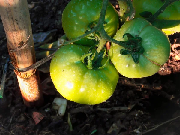 Sağlıklı Yeşil Domatesler Kapalı Makro — Stok fotoğraf