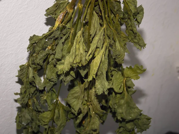 dried parsley closeup macro herb