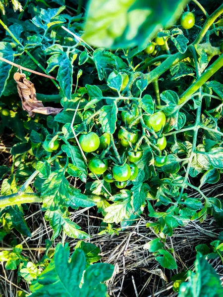 Yeşil Vişneli Domates Kapatın — Stok fotoğraf
