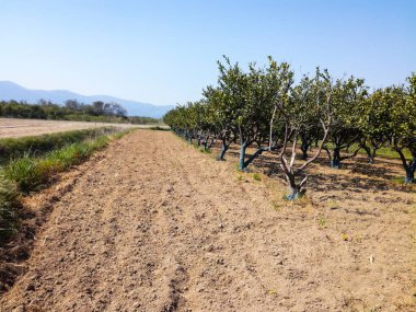 Bahar Koronavirüsündeki Tarım Alanı