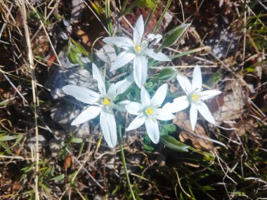 Coronavirus Covid 19 Bitki Yürüyüşü