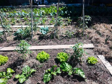 Covid 19 Coronavirus Bahçecilik Örneği