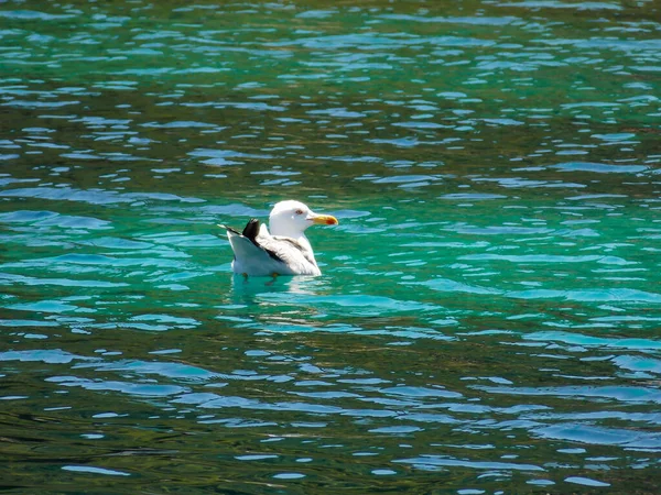 Seagull Swimming Close Wallpaper — Stock Photo, Image