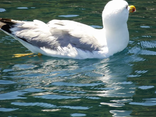 Seagull Swimming Close Wallpaper — Stock Photo, Image