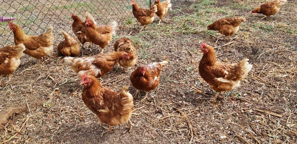 Ferme Poulet Biologique Gratuit — Photo