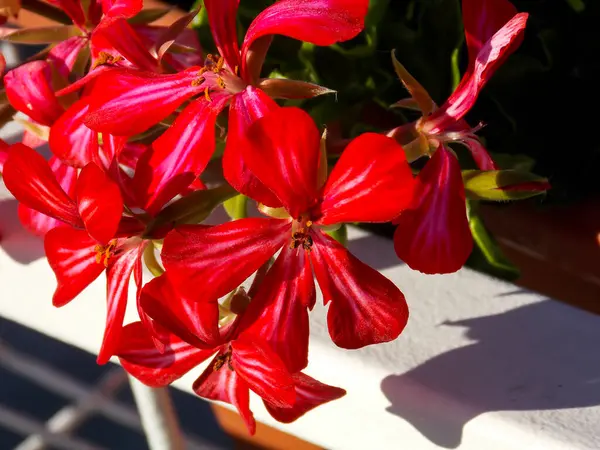 Röd Ivyleaf Geranium Närbild — Stockfoto