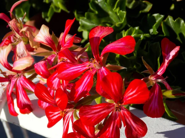 Röd Ivyleaf Geranium Närbild — Stockfoto