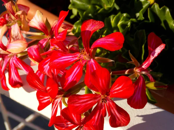 Röd Ivyleaf Geranium Närbild — Stockfoto