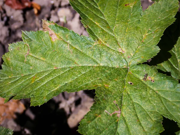 Rosaceae Potentilla Leaf Close — Stock Photo, Image