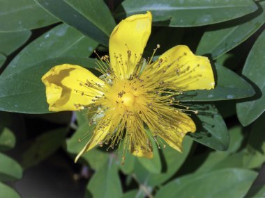 Hiperikum kalsiyum çiçeği yaklaş.