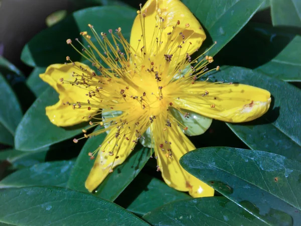 Hipericum Calycinum Flor Perto — Fotografia de Stock