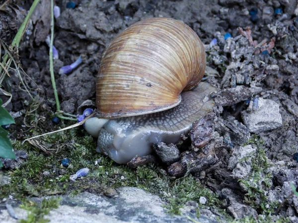 Caracol Morto Macro Close — Fotografia de Stock