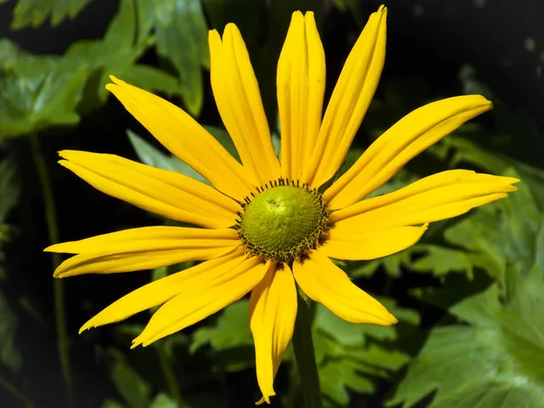 Ojos Irlandeses Rudbeckia Flor Cerca — Foto de Stock