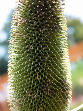 Hint çaydanlığı arkaplanı kapat