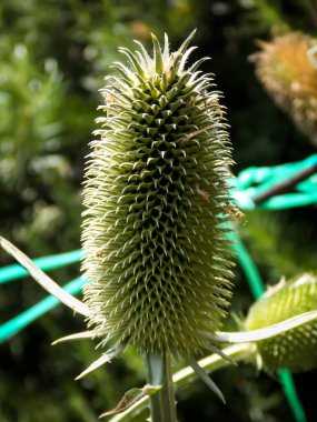 Hint çaydanlığı arkaplanı kapat