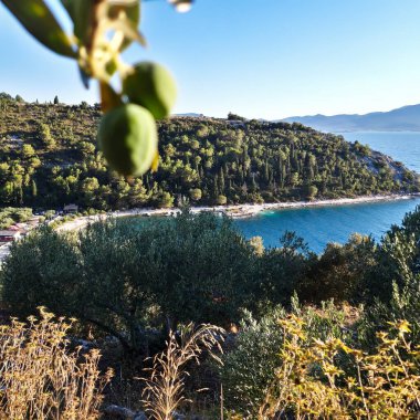 Zeytin Ağacı Deniz Burnu Duvar Kağıdı Arkaplanı
