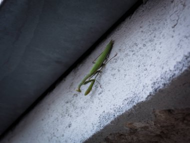 Peygamberdevesi Hatası Duvar Kağıdını Kapat