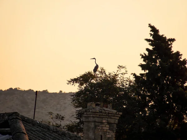 Heron Landscape Wallpaper Background Photo — стокове фото