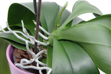 Beyaz arka planda saksıda yeşil kökler ve orkide yaprakları. Beyaz arka planda yeşil Phalaenopsis orkidesi. Orkide sıçraması