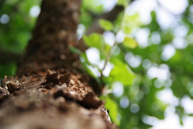 Güzel yeşil elma ağacı. Elma ağacı gövdesi görünümü aşağıdan.