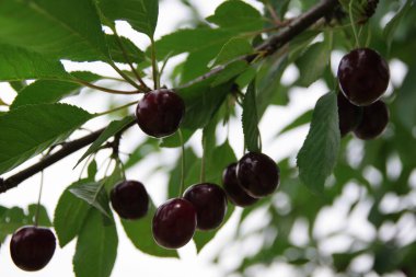 Bahçedeki kiraz ağacında olgun kırmızı kiraz ve yeşil yapraklar.