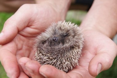 Avuçlarında kirpi var. Elinde uyuyan şirin bir kirpi bebeği. Vahşi hayvanlara insan bakımı ve yardım