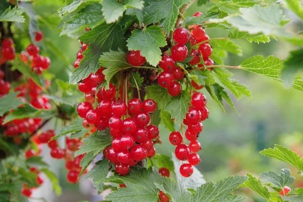 Ripe berries of red currant. Bunch of red currants on a branch. Red currant background.